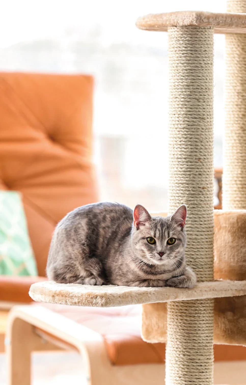 Una casa pet friendly