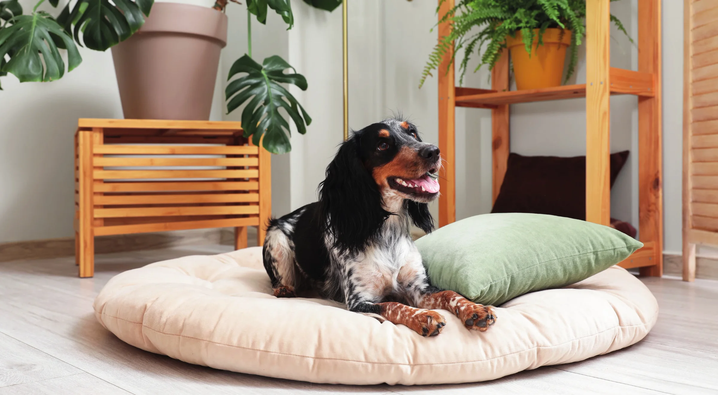 AREA GIOCO : un'area dedicata agli animali domestici stimola l'attività fisica e il divertimento.