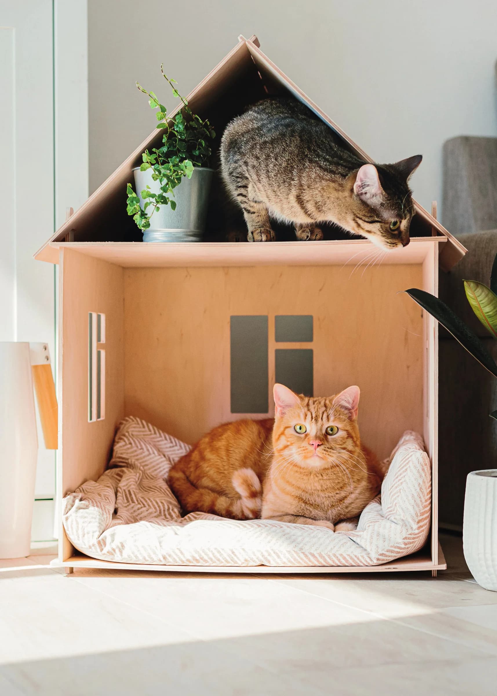 Tessuti sfoderabili, toni neutri e arredi multifunzionali: soluzioni semplici per una convivenza armoniosa.